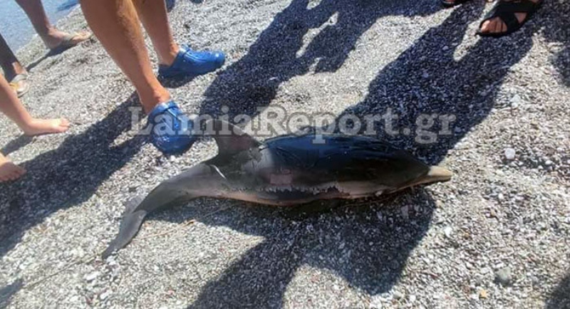 Μωρό δελφίνι ξεβράστηκε νεκρό στα Καμένα Βούρλα