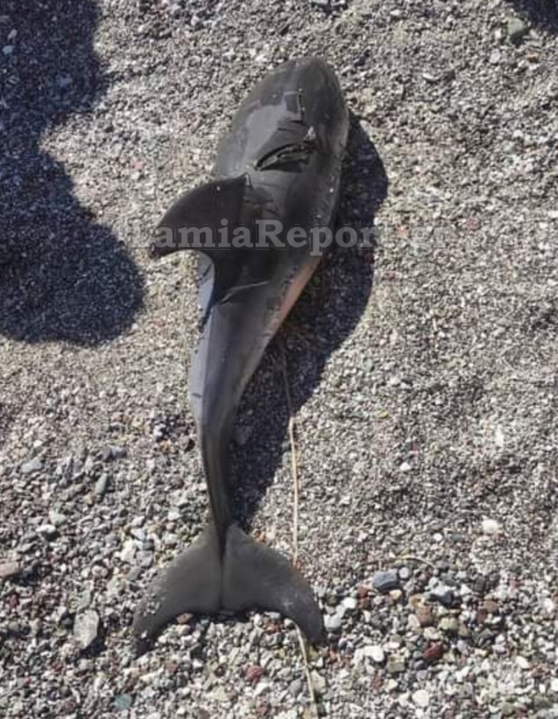 Μωρό δελφίνι ξεβράστηκε νεκρό στα Καμένα Βούρλα