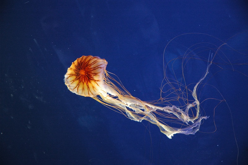 Medusa acquario di Genova