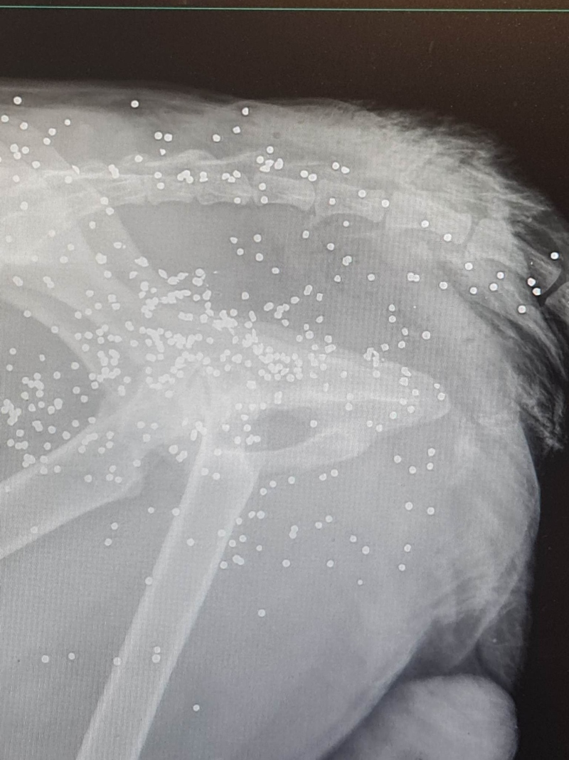 Τα σκάγια στην ακτινογραφία του σκύλου που πυροβόλησαν στην Πάτρα
