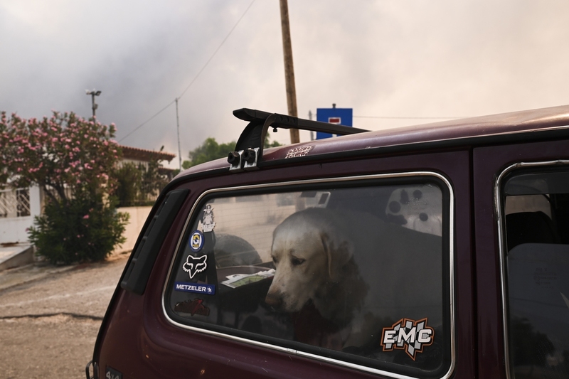 Ζωα, Φωτια, Αττικη