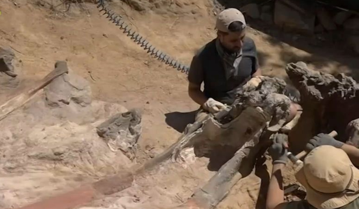 Ανακαλύφθηκε ο μεγαλύτερος δεινόσαυρος στην Ευρώπη σε αυλή σπιτιού