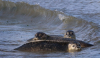 Ρωσία: Περισσότερες από 150 νεκρές φώκιες σε παραλία - Σε πολλές είχε αφαιρεθεί το δέρμα