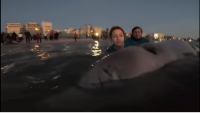 Το συγκινητικό τραγούδι εθελόντριας στην τραυματισμένη φάλαινα - Εντοπίστηκε ξανά στη Σαλαμίνα