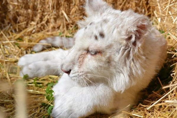 Λευκό τιγράκι Χασίγια: Αποφάσισαν ευθανασία - Ομόφωνο το πόρισμα από τους κτηνιάτρους