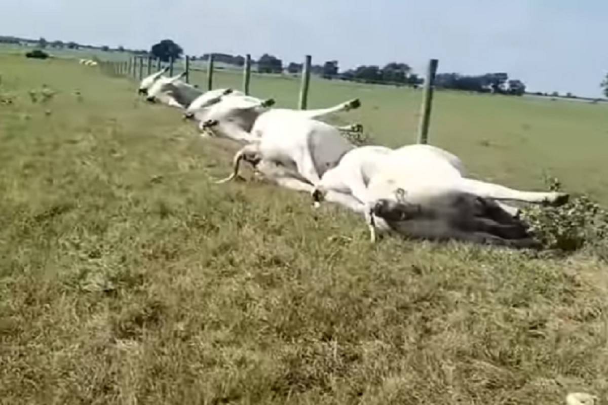 Κεραυνός σκότωσε 23 αγελάδες που έβοσκαν κοντά σε φράχτη