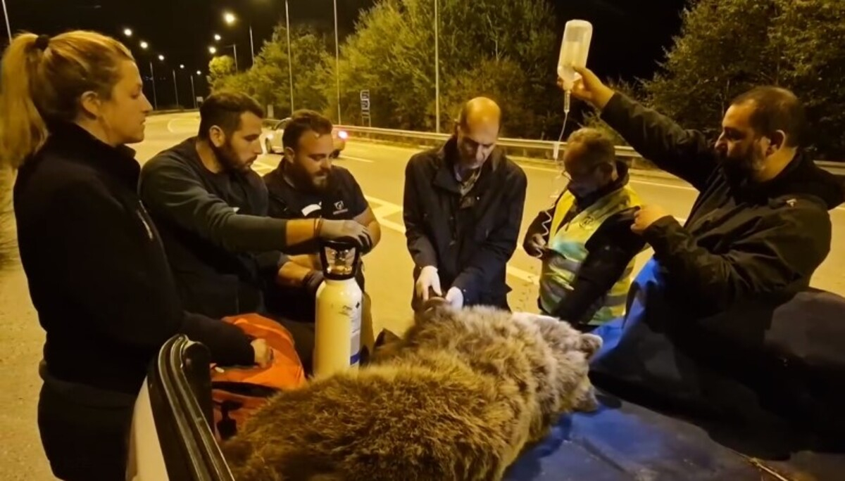 Ολονύχτια επιχείρηση για τη διάσωση αρκούδας - Χτυπήθηκε στο κεφάλι από διερχόμενο αυτοκίνητο (Βίντεο)