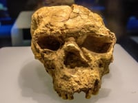 Αρχαίο κρανίο στην Κίνα: Όλα δείχνουν Homo erectus ηλικίας 1.000.000 ετών