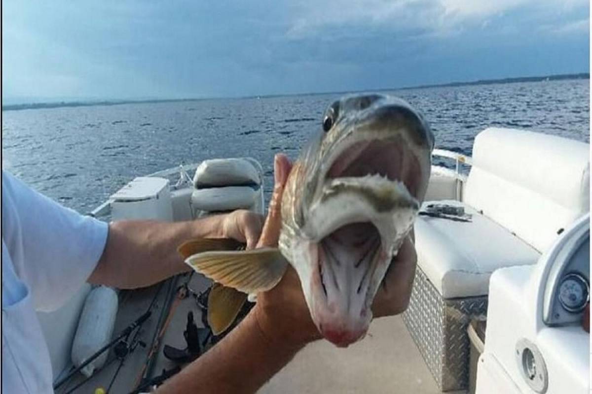 Ψάρι με δυο στόματα βρέθηκε σε λίμνη των ΗΠΑ