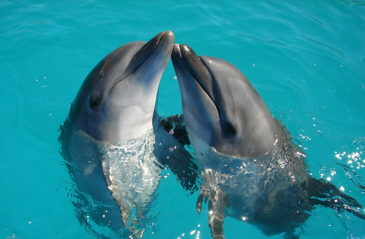 Και όμως τα δελφίνια έχουν… ντοπιολαλιές – Τι αποκάλυψε νέα έρευνα για τη «γλώσσα» που χρησιμοποιούν