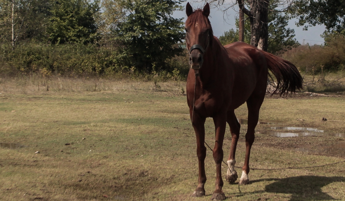 Καβάλα: Άλογο βγήκε βόλτα στην Εγνατία Οδό
