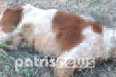 Κτηνωδία: Σκότωσαν σκύλους με δόλωμα δηλητηριασμένα πουλιά