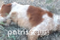 Κτηνωδία: Σκότωσαν σκύλους με δόλωμα δηλητηριασμένα πουλιά