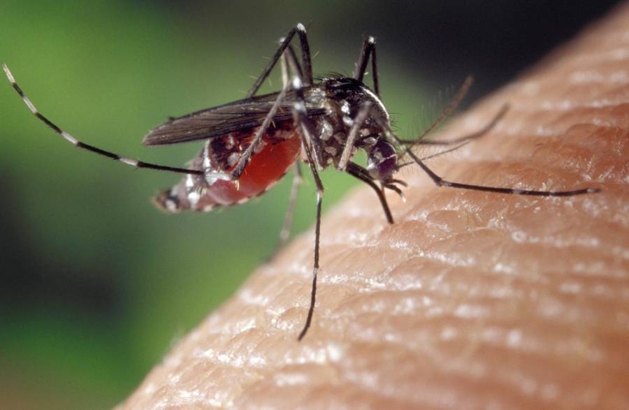 Citriodiol και κορονοϊός: Η αποκάλυψη του στρατού για το σπρέι κουνουπιών και η απάντηση Μαγιορκίνη