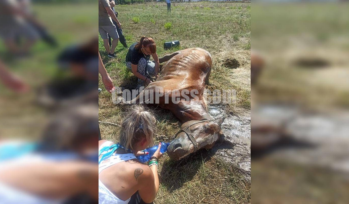 Κέρκυρα: Άφησαν άλογο δεμένο στον ήλιο και πέθανε (Βίντεο)