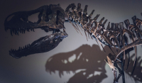 Σκελετός μικρού δεινόσαυρου πωλείται σε δημοπρασία - «Ιδανικός για σαλόνι»
