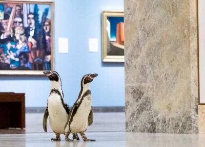 Τρεις πιγκουίνοι θαυμάζουν τα εκθέματα σε μουσείο του Κάνσας Σίτι (βίντεο)