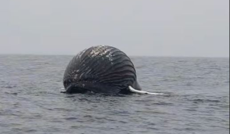 Βρήκε νεκρή φάλαινα που έμοιαζε με γιγάντιο… μπαλόνι - Ο κίνδυνος έκρηξης (Βίντεο)