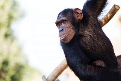 Πίθηκοι έκλεψαν δείγμα αίματος ασθενών με κορονοϊό