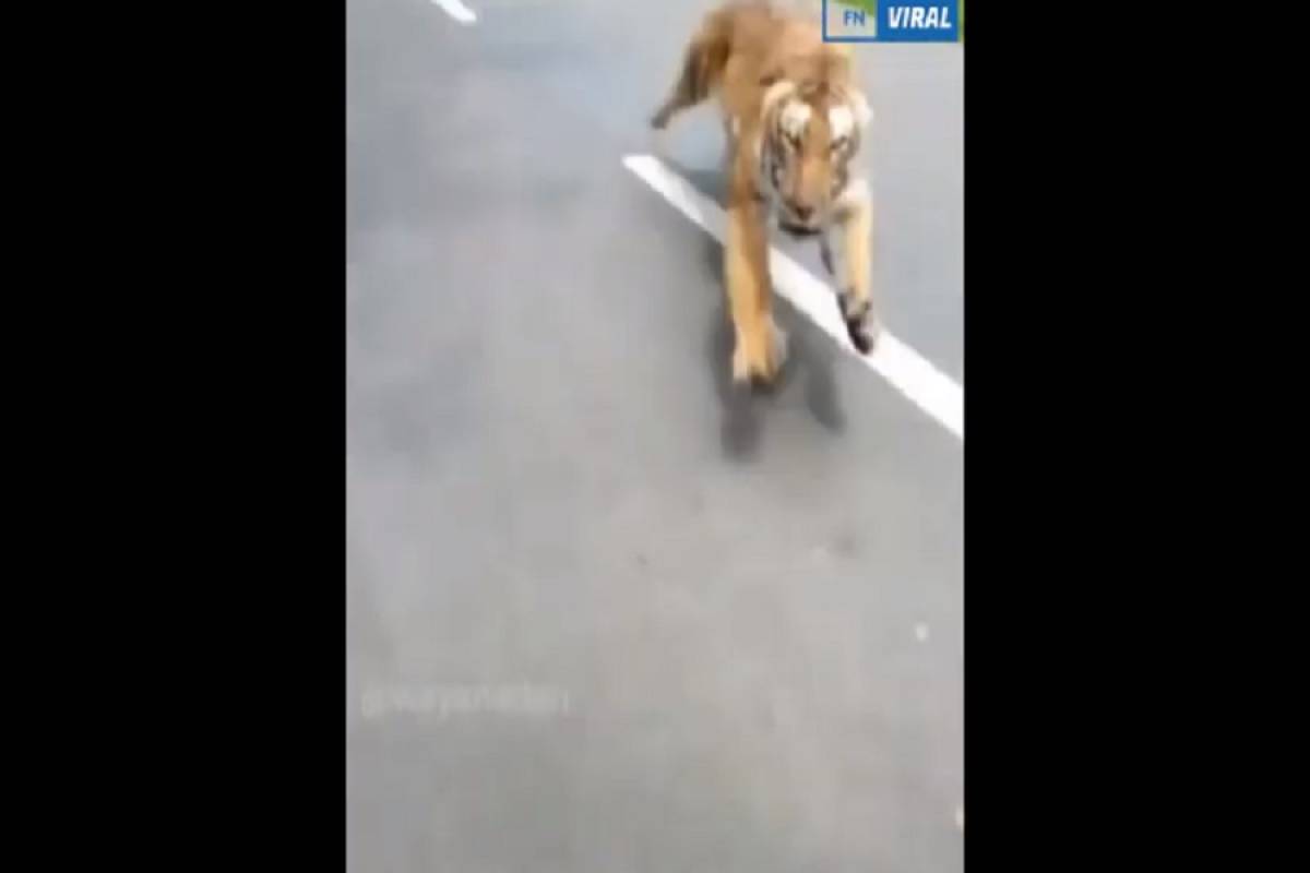 Τίγρης κυνηγάει ένα μηχανάκι με δύο άνδρες
