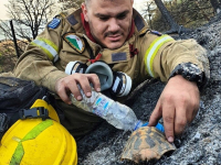 Φωτιά στην Αχαΐα: Πυροσβέστης δίνει νερό σε χελώνα - Η φωτογραφία που έγινε viral