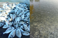 Ηγουμενίτσα: Χιλιάδες νεκρά ψάρια στη λιμνοθάλασσα - Ποια η αιτία