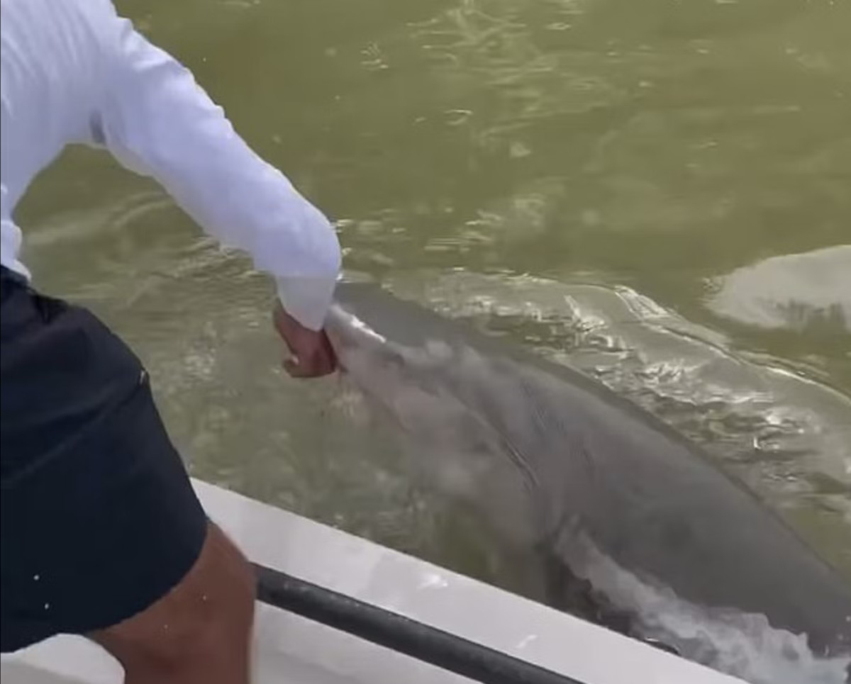 Φλόριντα: Kαρχαρίας αρπάζει το χέρι ψαρά και τον ρίχνει στο νερό (Βίντεο)