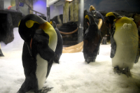 Κλιματική αλλαγή: Ο «τολμηρός» αυτοκρατορικός πιγκουίνος κινδυνεύει με εξαφάνιση