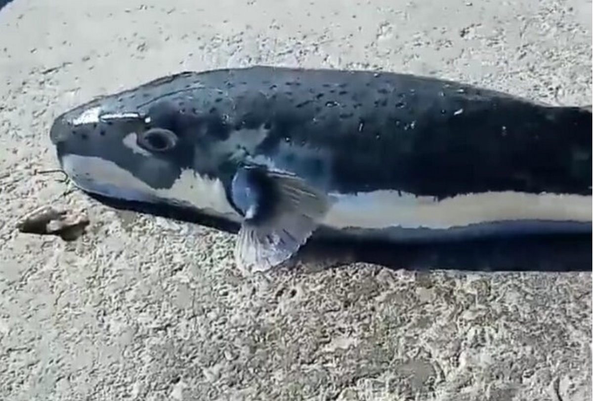 Λαγοκέφαλος «τέρας» ψαρεύτηκε στο λιμάνι της Καλύμνου (βίντεο)