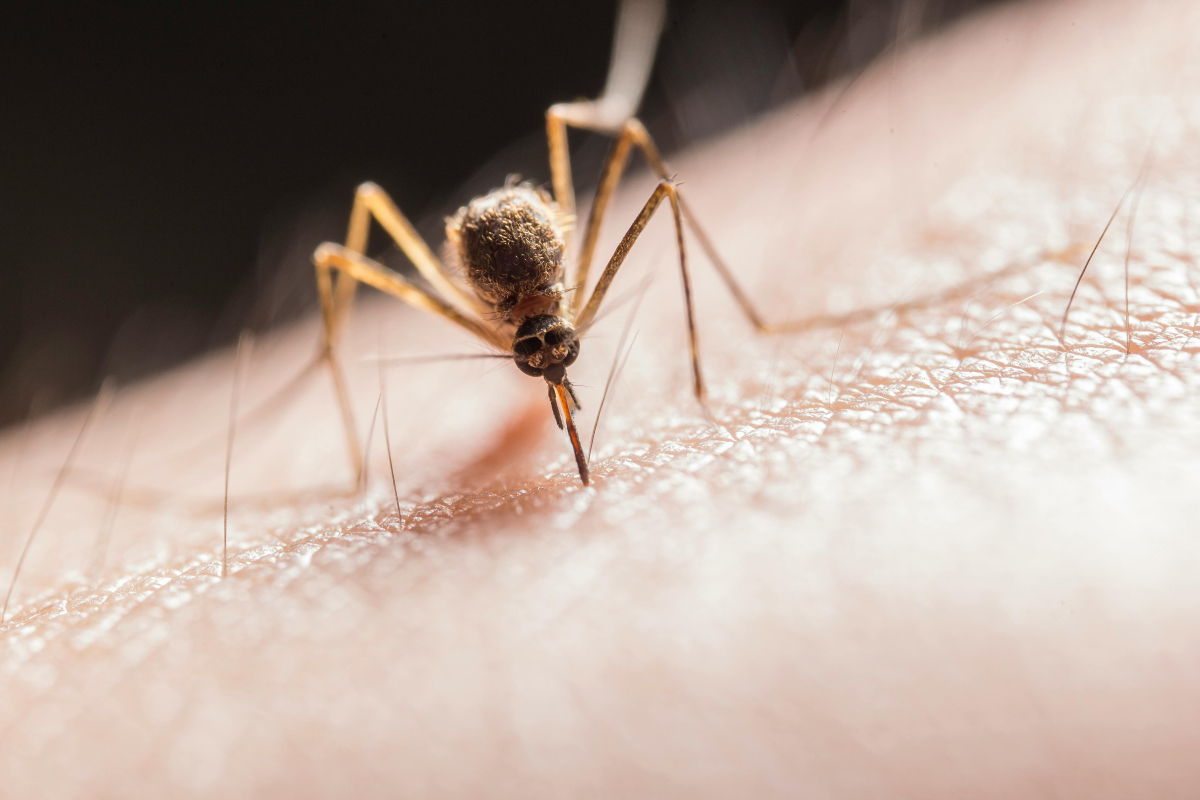 Ιός Δυτικού Νείλου: Ποια κουνούπια τον μεταδίδουν - Νέες οδηγίες ΕΟΔΥ