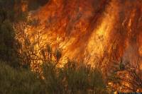 Δήμος Πάργας: Φωτιά στην περιοχή Μουζακαίικα