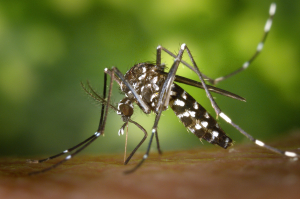 Χανιά: Ξεκίνησαν οι ψεκασμοί για την καταπολέμηση των κουνουπιών
