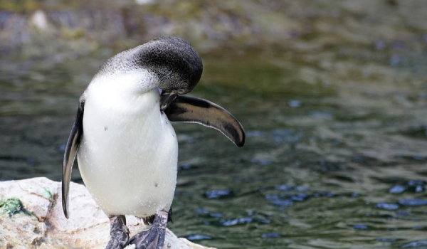 Πιγκουίνοι σε ενυδρείο «σνομπάρουν» τη φθηνότερη τροφή
