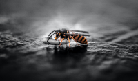 Τραγωδία στην Άρτα: Νεκρός 67χρονος από τσίμπημα σφήκας