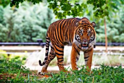 Νέα Υόρκη: Τίγρης σε ζωολογικό πάρκο θετική στον κορονοϊό