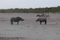 Άγρια μάχη δύο πελώριων μαύρων ρινόκερων