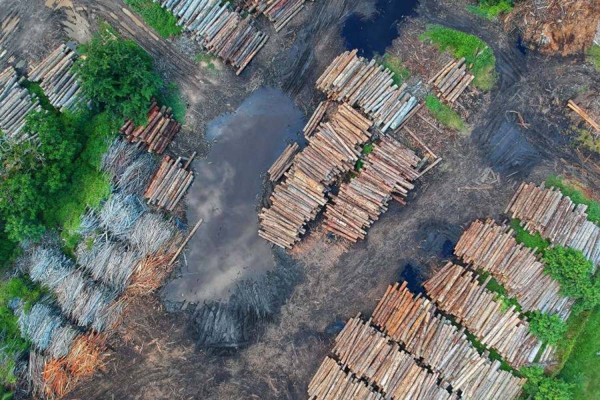 Βραζιλία: Η αποψίλωση των δασών σχεδόν τετραπλασιάστηκε τον Ιούλιο σε ετήσια βάση