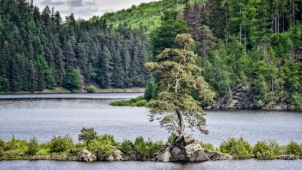 Τσεχία: O «Φύλακας του Πλημμυρισμένου Χωριού» το πιο όμορφο δέντρο της Ευρώπης