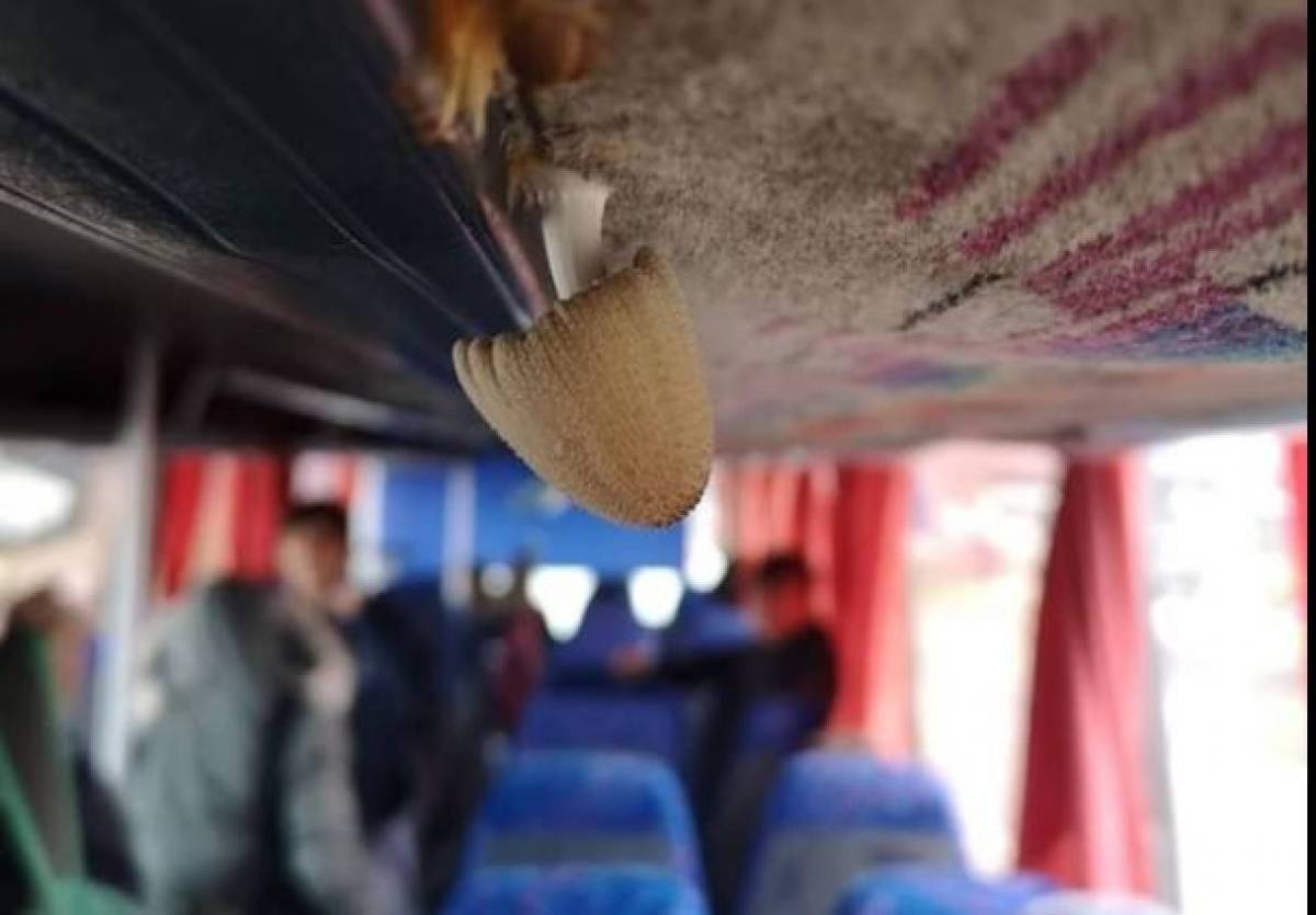 Φύτρωσε… μανιτάρι από τη μούχλα σε λεωφορείο που μεταφέρει μαθητές
