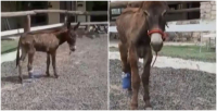 Νέες υποθέσεις κακοποίησης ζώων: Γαϊδουράκι 13 μηνών κυκλοφορούσε στα Μέγαρα με κομμένο πόδι