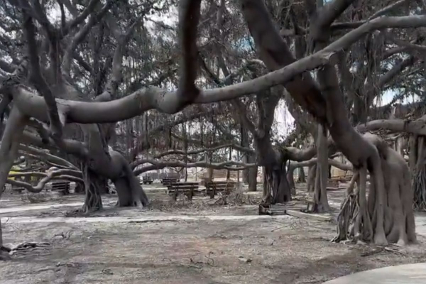 Χαβάη: Κάηκε το «καταφύγιο του Βούδα» - Το 150 ετών δέντρο της Λαχέινα σαρώθηκε από τη φωτιά