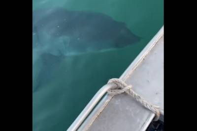 Νέα Νότια Ουαλία: Επίθεση λευκού καρχαρία σε βάρκα (Βίντεο)