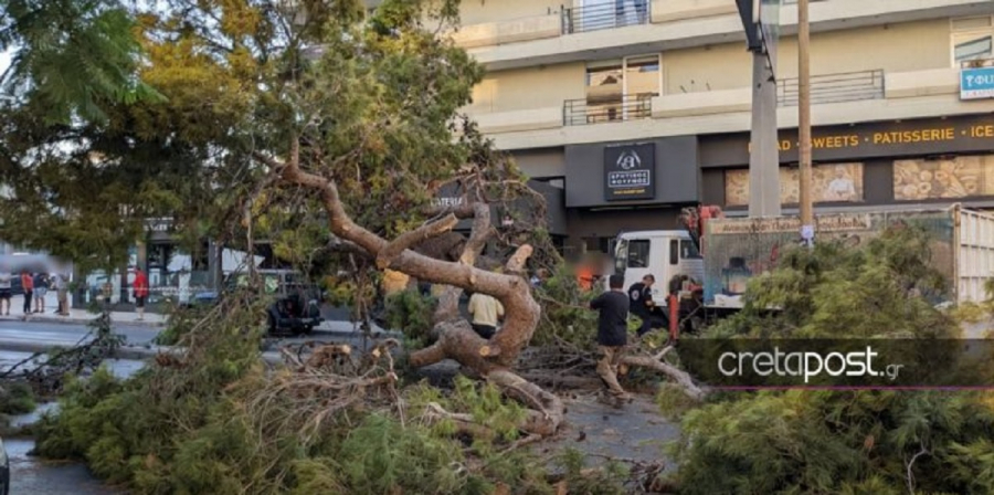 Κρήτη: Δεκάδες αιτήματα για κοπή επικίνδυνων δέντρων μετά τον τραγικό θάνατο του 51χρονου