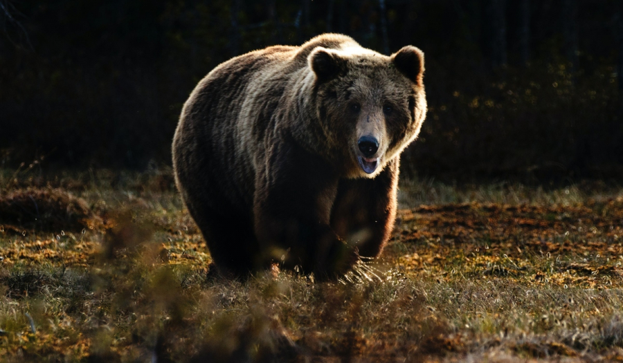 Φλώρινα: Νεκρές τρεις αρκούδες από πυροβολισμούς - Η μία ήταν ακόμη σε φάση θηλασμού