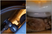 Γάτα – «νίντζα» μας διδάσκει πώς παίζεται το κρυφτό
