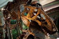 Μιανμάρ: Ανακαλύφθηκε μέσα σε κεχριμπάρι το κρανίο του μικρότερου δεινόσαυρου
