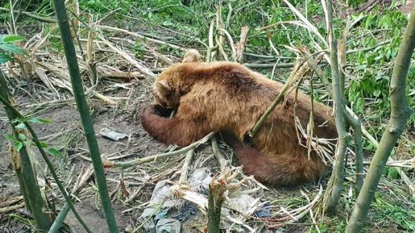 Αρκτούρος: Έστησε επιχείρηση για τον απεγκλωβισμό αρκούδας από παγίδα