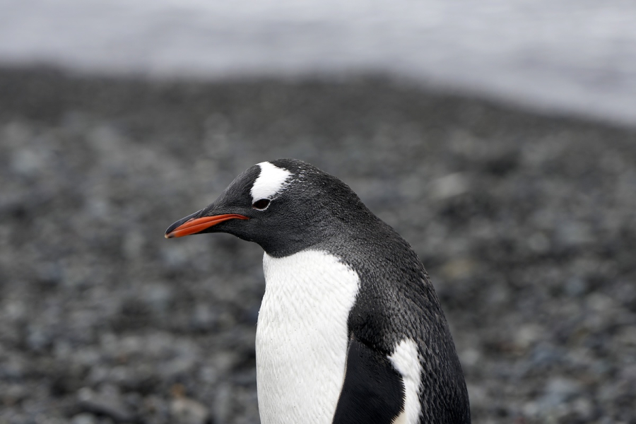 Συναγερμός στην Ανταρκτική: Βασιλικός πιγκουίνος φέρεται να πέθανε από τον ιό Η5Ν1