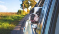 Σκύλος στο αυτοκίνητο: Συμβουλές για ένα ασφαλές και ευχάριστο ταξίδι
