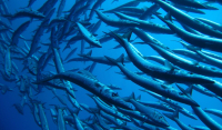 Θαλάσσιος καύσωνας χτυπά τη Μεσόγειο: Έρχονται μπαρακούντα, λαγόψαρα και επικίνδυνες μέδουσες
